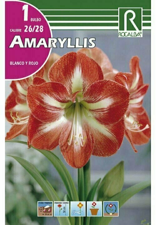 AMARYLLIS -BLANCO Y ROJO