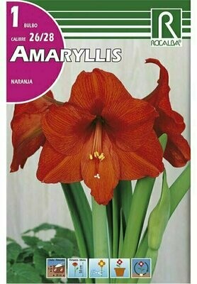 AMARYLLIS -NARANJA