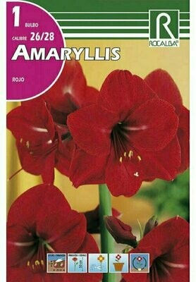 AMARYLLIS -ROJO