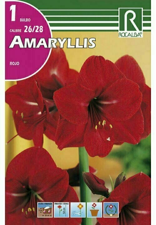AMARYLLIS -ROJO