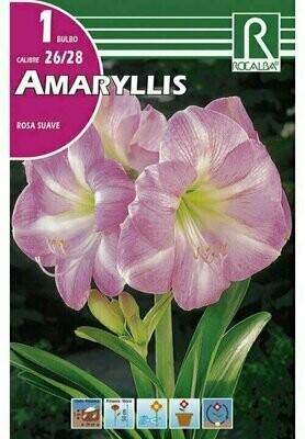 AMARYLLIS -ROSA SUAVE