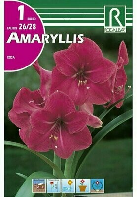 AMARYLLIS -ROSA