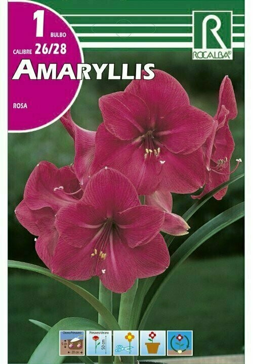 AMARYLLIS -ROSA