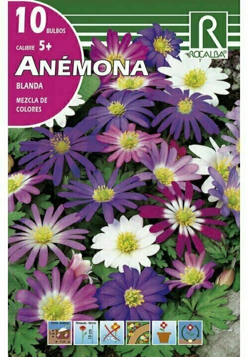 ANEMONAS BLANDA -MEZCLA DE COLORES