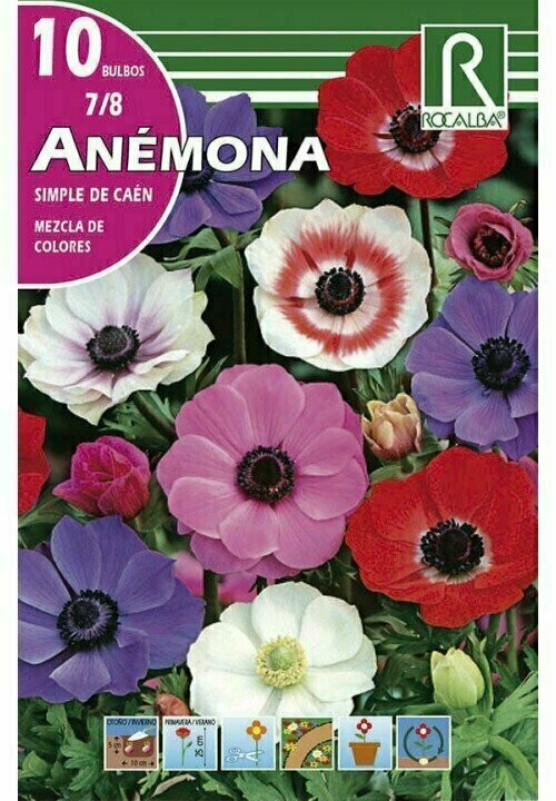 ANEMONAS S.DE CAEN -MEZCLA DE COLORES