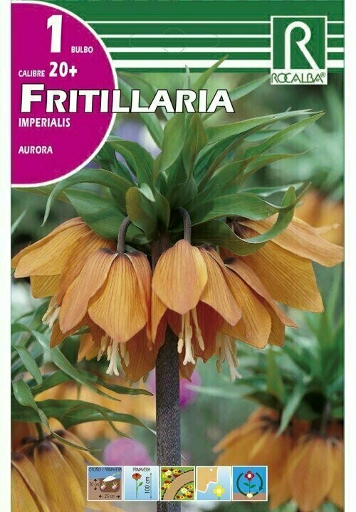 AURORA -NARANJA