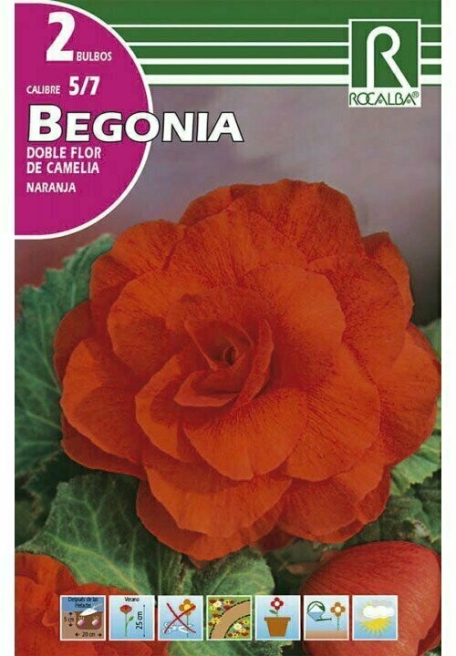 BULBOS BEGONIA DOBLES FLOR DE CAMELIA -NARANJA BULBOS DE PRIMAVERA
