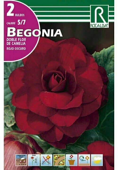 BULBOS BEGONIA DOBLES FLOR DE CAMELIA -ROJO OSCURO BULBOS DE PRIMAVERA