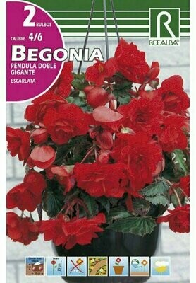 BULBOS BEGONIA PENDULA DOBLE GIGANTE -ESCARLATA BULBOS DE PRIMAVERA