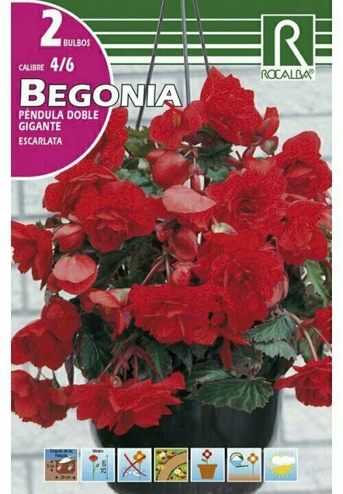 BULBOS BEGONIA PENDULA DOBLE GIGANTE -ESCARLATA BULBOS DE PRIMAVERA