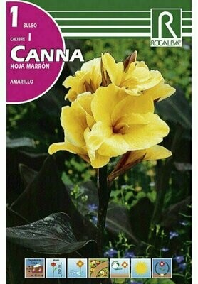 BULBOS CANNAS -AMARILLO

 BULBOS DE PRIMAVERA