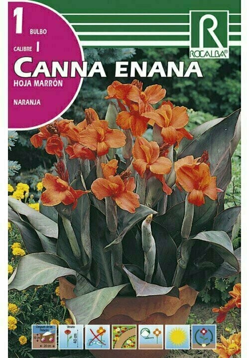 BULBOS CANNAS ENANAS -NARANJA
 BULBOS DE PRIMAVERA