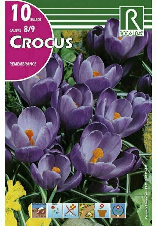 CROCUS REMEMBRANCE -AZUL