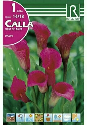 FLORES BULBOS CALLA 
BOLERO -ROSA OSCURO