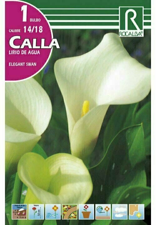 FLORES BULBOS CALLA ELEGANT SWAN -BLANCO