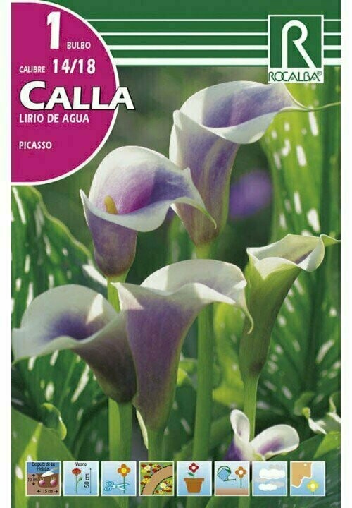 FLORES BULBOS CALLA 
PICASSO -LILA BORDE BLANCO