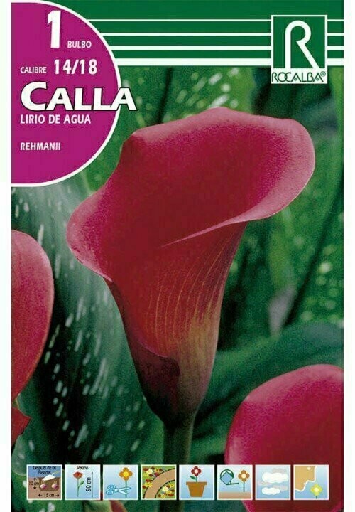 FLORES BULBOS CALLA REHMANII -ROSA