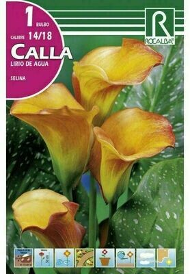 FLORES BULBOS CALLA SELINA -AMARILLO CON ROJO BULBOS DE PRIMAVERA
