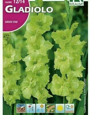FLORES BULBOS GLADIOLO GREEN STAR -VERDE BULBOS DE PRIMAVERA
