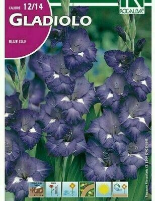 FLORES BULBOS GLADIOLO BLUE ISLE -AZUL OSCURO BULBOS DE PRIMAVERA