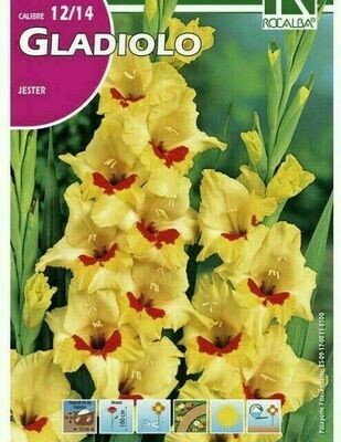 FLORES BULBOS GLADIOLO JESTER -AMARILLO, CENTRO CARMIN BULBOS DE PRIMAVERA