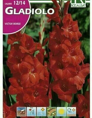 FLORES BULBOS GLADIOLO VICTOR BORGE -ROJO, MACULA BLANCA BULBOS DE PRIMAVERA