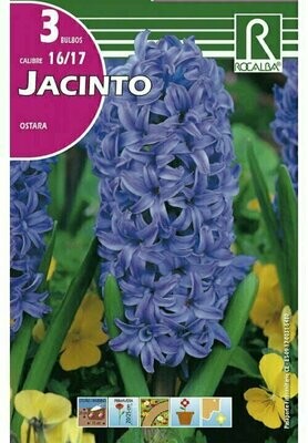 FLORES BULBOS JACINTO OSTARA -AZUL CELESTE BULBOS DE OTOÑO