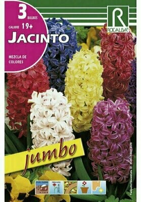FLORES BULBOS JACINTOS JUMBO -MEZCLA DE COLORES BULBOS DE OTOÑO