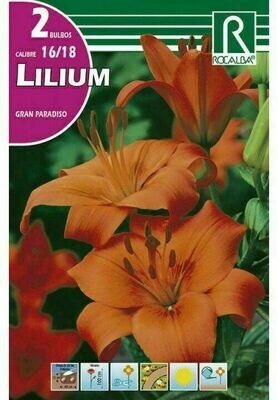 FLORES BULBOS LILIUM GRAN PARADISO -ROJO BULBOS DE PRIMAVERA