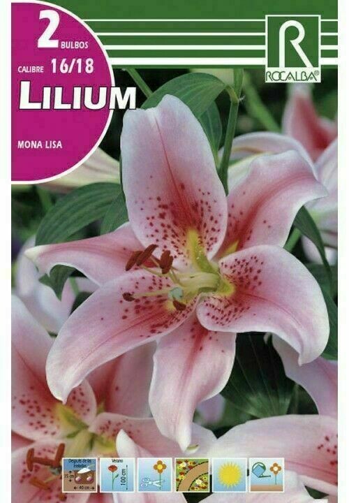 FLORES BULBOS LILIUM MONA LISA -LILA SUAVE, PUNTOS ROJOS BULBOS DE PRIMAVERA