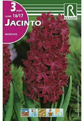 FLORES BULBOS JACINTO WOODSTOCK -ROJO PURPURA BULBOS DE OTOÑO