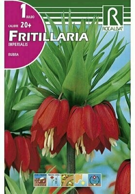 RUBRA -ROJO