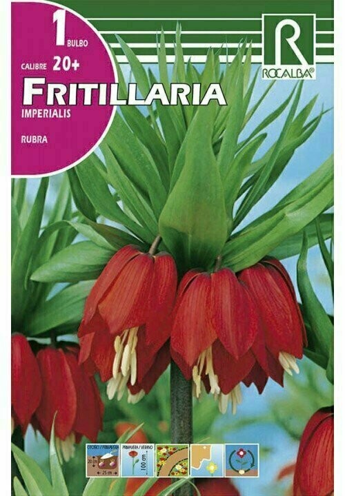 RUBRA -ROJO