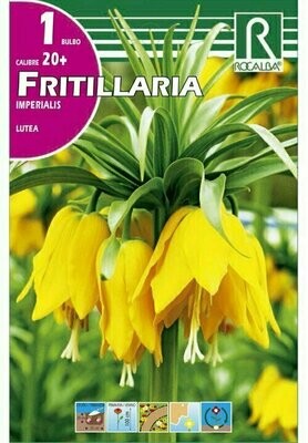 LUTEA -AMARILLO