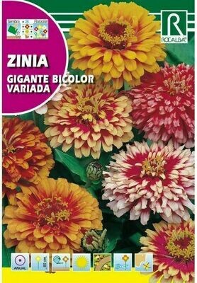 FLORES ZINIA