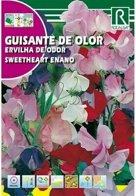 FLORES GUISANTE DE OLOR