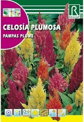 FLORES CELOSIA PLUMOSA