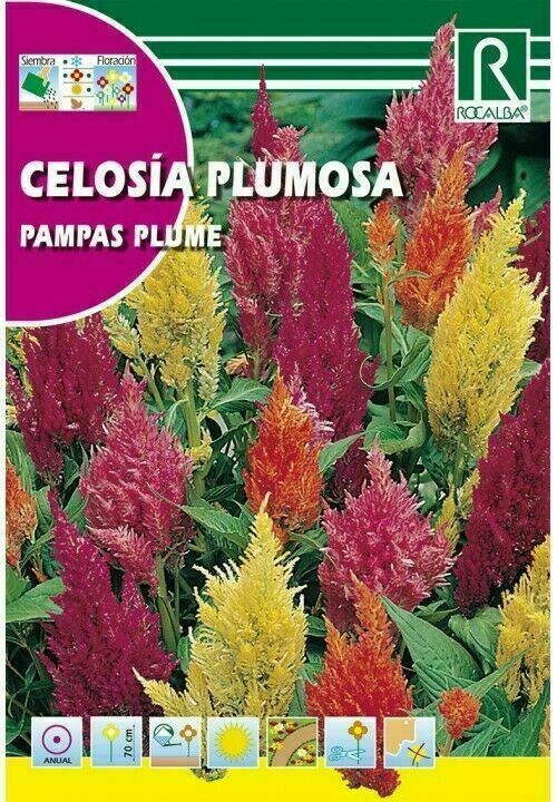 FLORES CELOSIA PLUMOSA