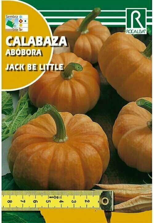 CALABAZA JACK BE LITTLE