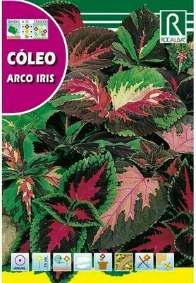 FLORES COLEOS