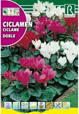 FLORES CICLAMEN DE PERSIA GIGANTE VARIADO