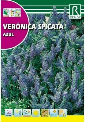 FLORES VERONICA SPICATA AZUL