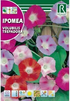 FLORES IPOMEA SCARLET O’HARA TREPADORA MEZCLA