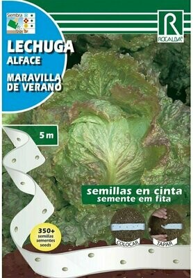 HORTALIZAS CINTA LECHUGA(Lactuca sativa)
MARAVILLA DE VERANO