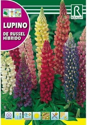 FLORES LUPINO