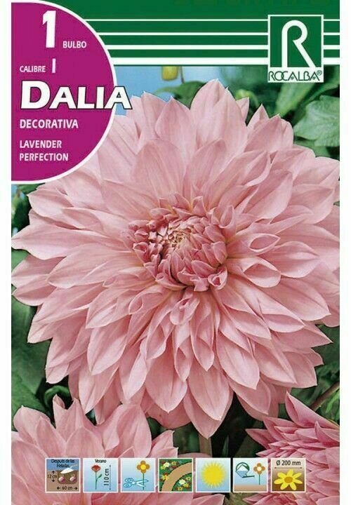 FLORES BULBOS DALIA LAVENDER PERFECTION -LILA 3 BULBOS