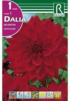 FLORES BULBOS DALIA DEUTSCHLAND -ROJO ESCARLATA BULBOS DE PRIMAVERA 3 BULBOS
