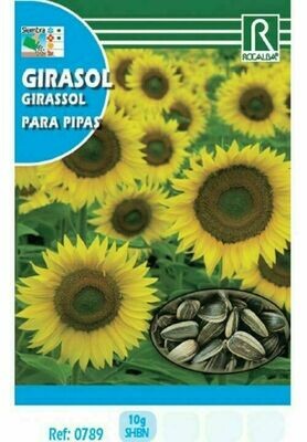 HORTALIZAS GIRASOL PARA PIPAS