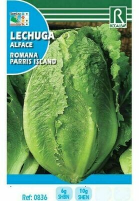 HORTALIZAS LECHUGA ROMANA PARRIS ISLAND
