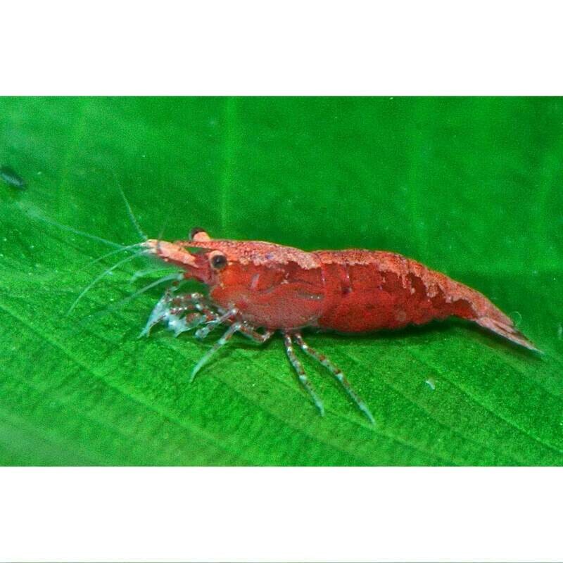Cherry Red Shrimp